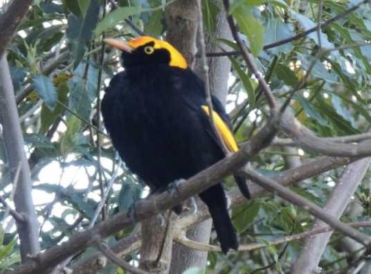 Screen Shot 2015-11-14 at 15.22.52