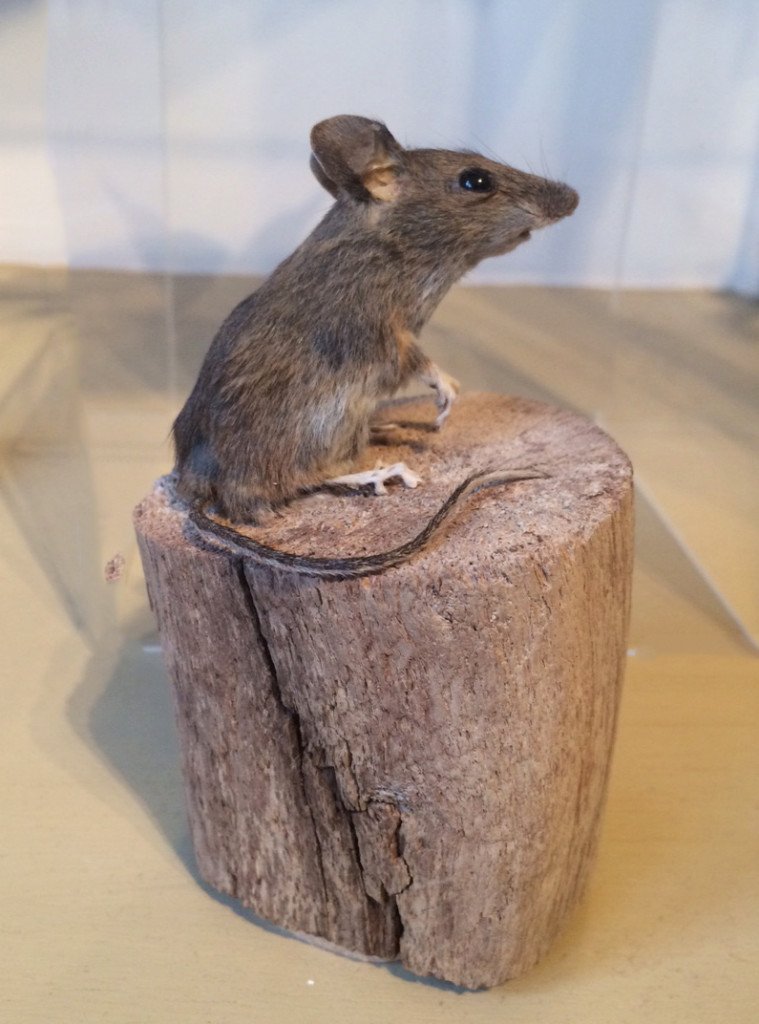 woodmouse