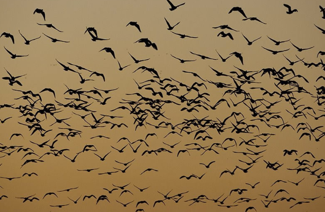 A pink-footed goose spectacular.
