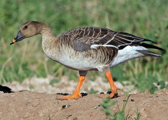 A bean goose.