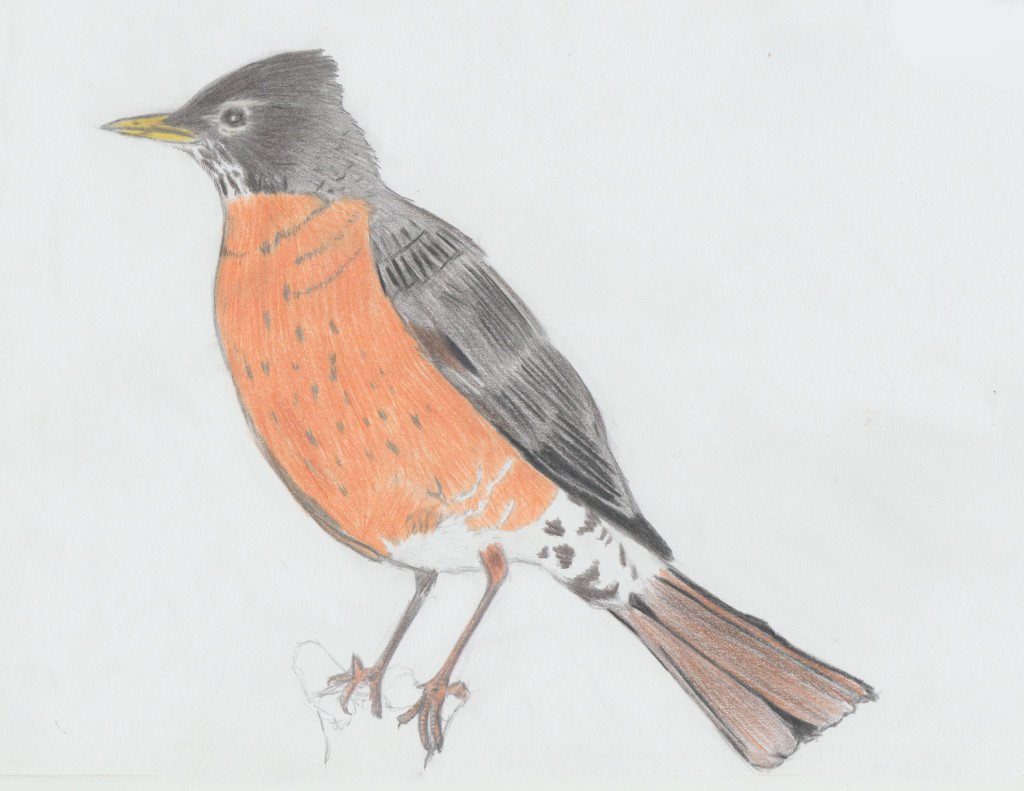 american-robin
