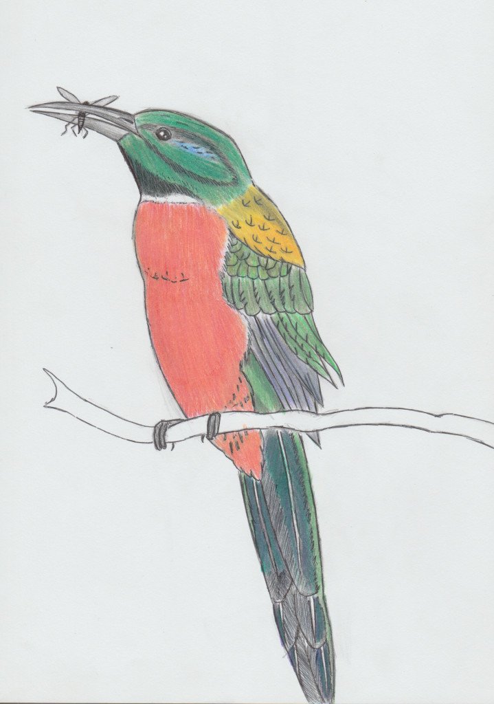 bee-eater