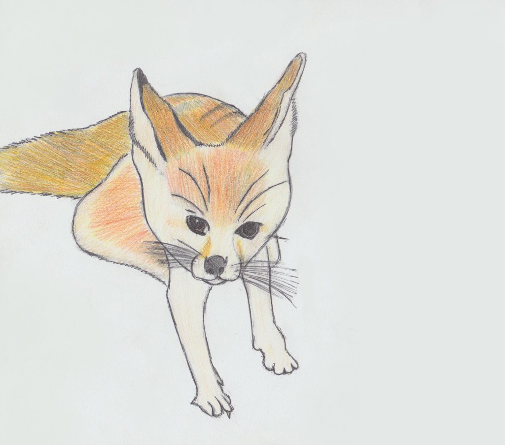 fennec-fox