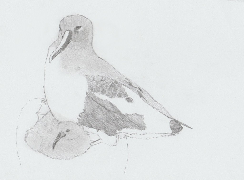 grey-headed-albatross