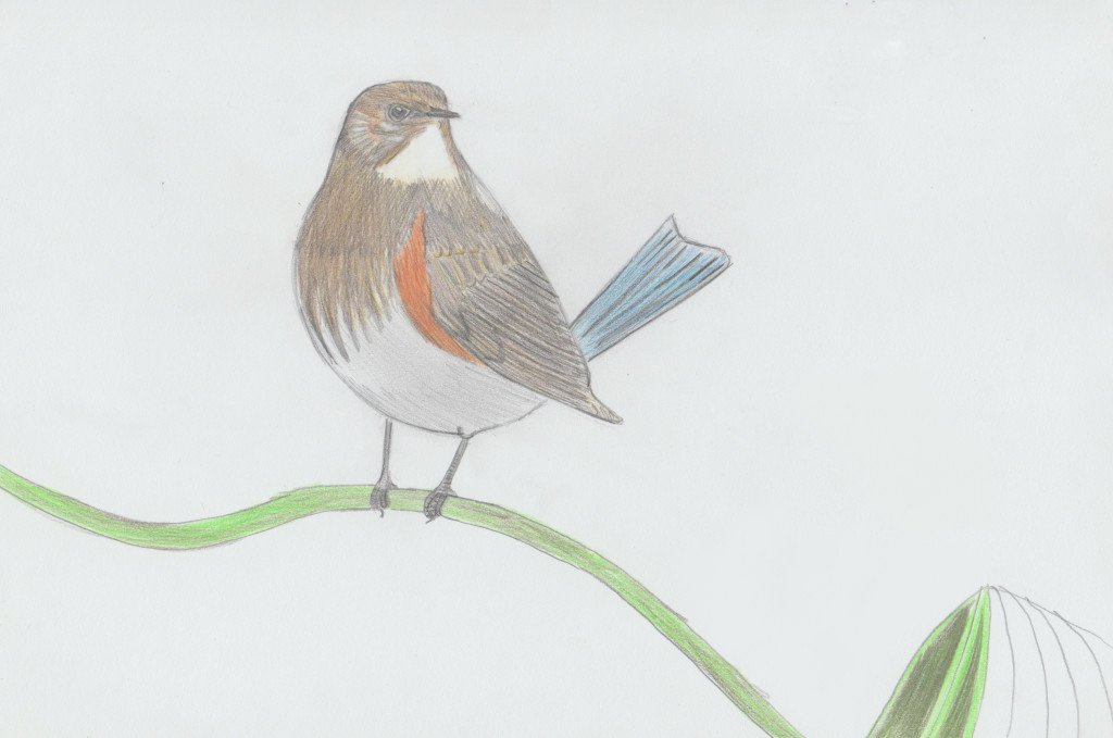 red-flanked-bluetail