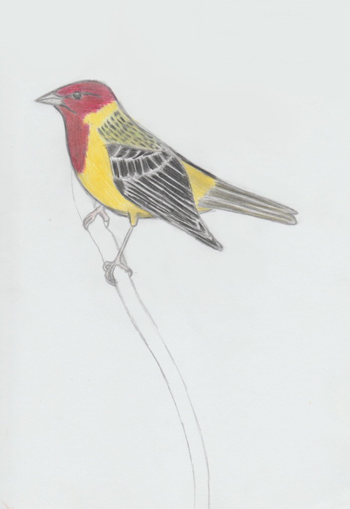 redheadedbunting