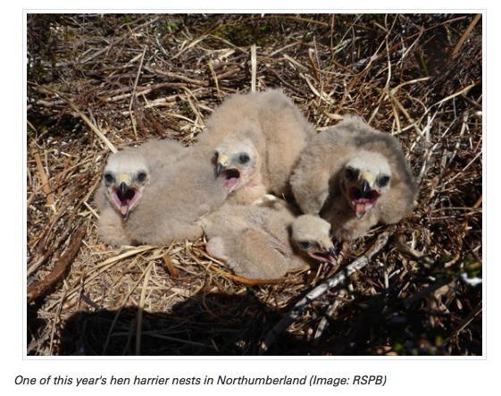 Screen Shot 2017-08-07 at 13.38.57