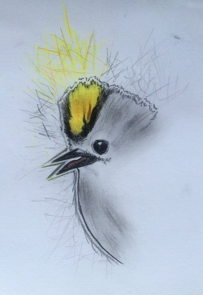 goldcrest