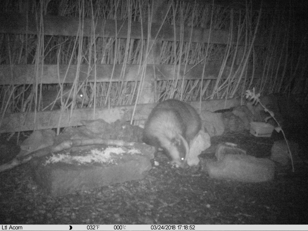 You might be able to make out the face of the other badger in the hedge.