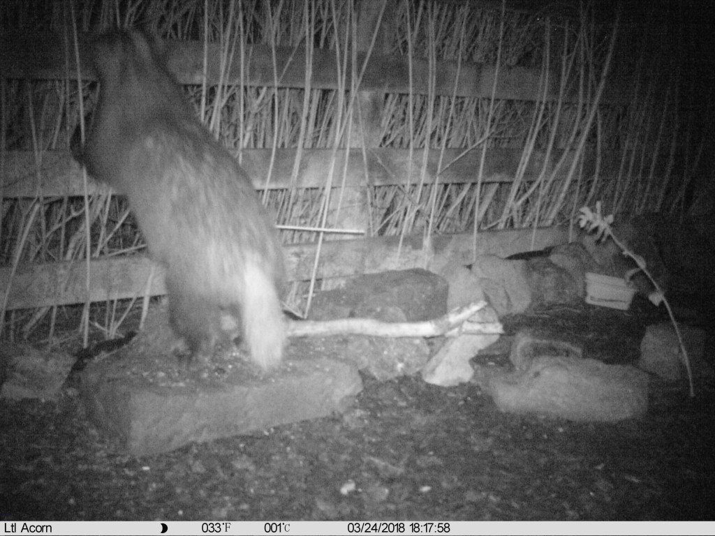 Stealing fat blocks. They have also stolen the sunflower seed feeder without getting caught on camera.