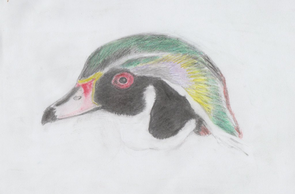 Wood duck in pastel