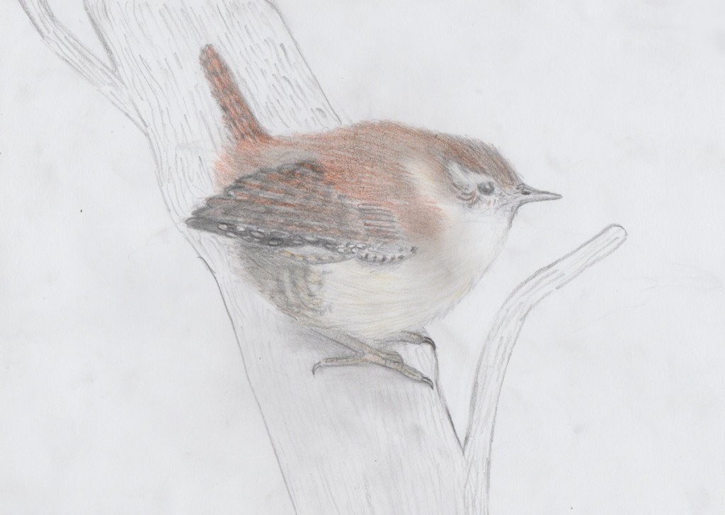 Wren