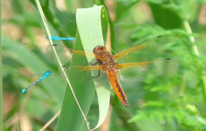 Scarce chaser