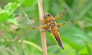 Four-spotted chaser