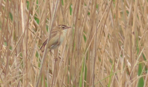 Sedge warbler