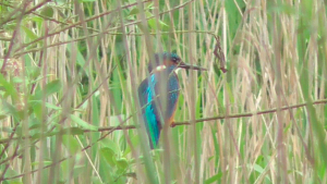 Kingfisher