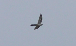 Cuckoo in flight
