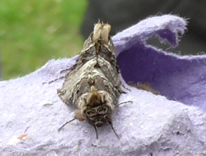 Spectacle moths mating