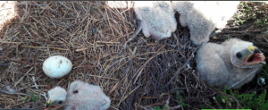 Hen harrier chicks in the Peak District