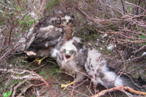 Chicks in the Forest of Bowland.