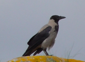 Screen Shot 2018-09-21 at 15.36.26