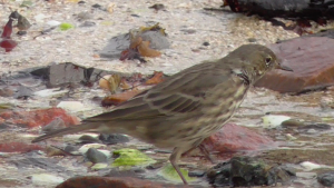 Screen Shot 2018-09-21 at 15.38.50