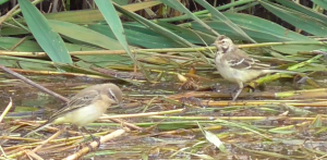 Screen Shot 2018-09-24 at 19.08.19