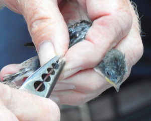 Screen Shot 2019-11-05 at 17.19.01