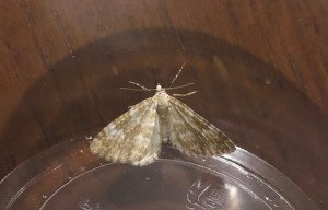 Screen Shot 2019-06-08 at 12.53.51