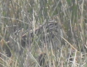 Jack Snipe