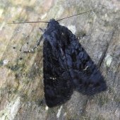 BLACK RUSTIC
