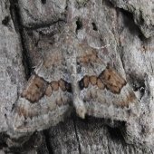 GREY PINE CARPET