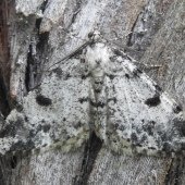 DOTTED CARPET