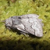 PALE EGGAR