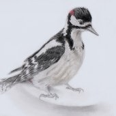 GREAT SPOTTED WOODPECKER