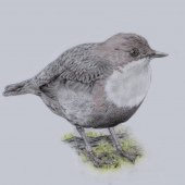 DIPPER