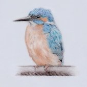 KINGFISHER