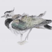 LAPWING