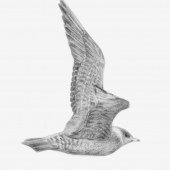 LONG-TAILED SKUA (FOR 2019 CARSINGTON BIRD REPORT)