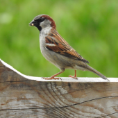 MALE HOUSE SPARROW