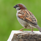 MALE HOUSE SPARROW