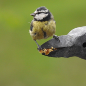 BLUE TIT