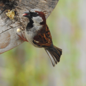 MALE HOUSE SPARROW
