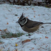 Crested tit, Loch Garten