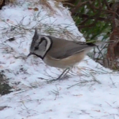 Crested tit, Loch Garten