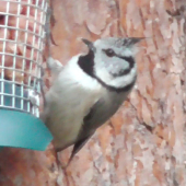 Crested tit, Loch Garten