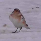 Snow bunting, Lecht Ski Centre