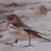 Snow bunting, Lecht Ski Centre