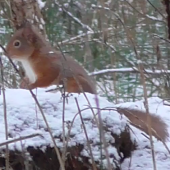 Red Squirrel, Glenmore Forest