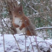 Red Squirrel, Glenmore Forest